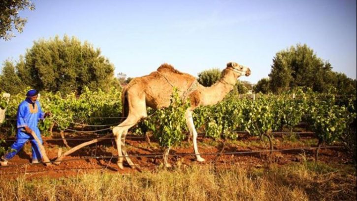 Echappée belle : Vignoble à Essaouira
