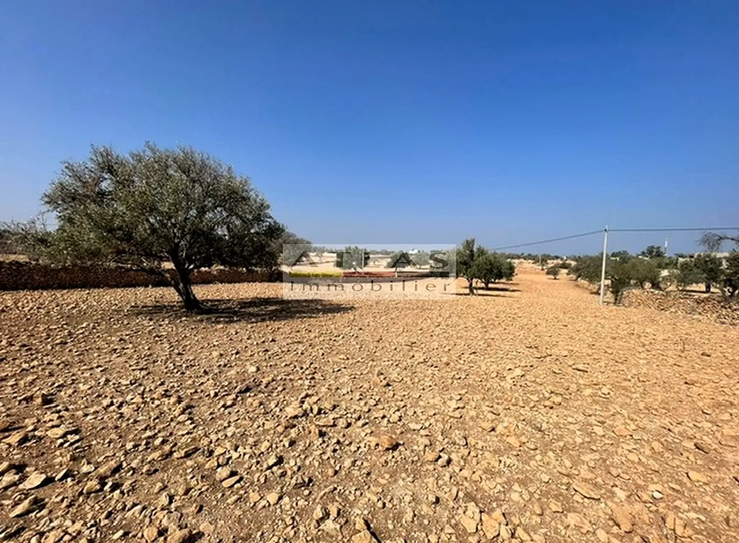 terrain-essaouira-constructible-arganiers-oliviers-titre-investissement (4)